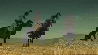 Backdrop 5