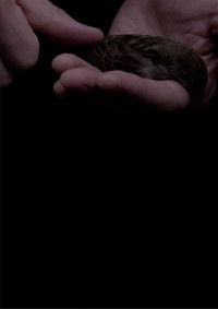 Poster for The Afterlife of Fatherbird