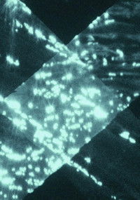 Poster for Light Trap