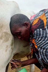 Poster for La sombra del Baobab