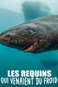 Les requins qui venaient du froid