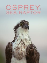Osprey: Sea Raptor