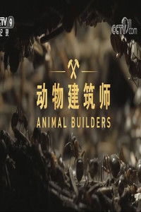动物建筑师