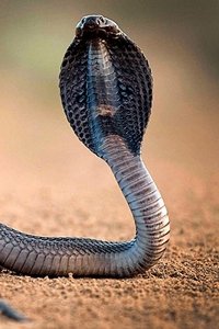 One Million Snake Bites