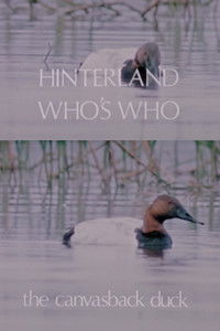 Poster for Hinterland Who's Who: The Canvasback Duck