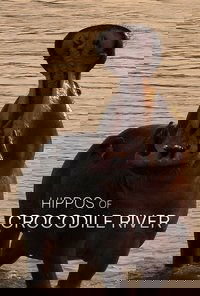 Hippos of Crocodile River