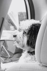 Mr. Trooper Goes to Dallas