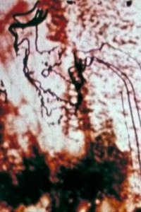 Poster for Trace