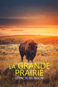 La grande prairie, le pacte du bison