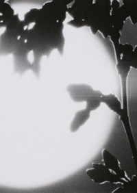 Poster for Flower in the Space