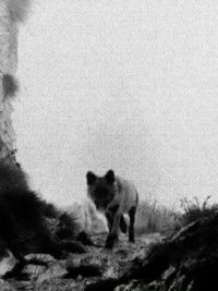 Poster for Lupercalia