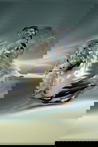Biomes III