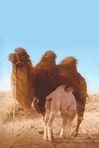 Poster 11