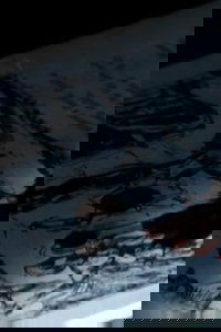 The Picture in the House