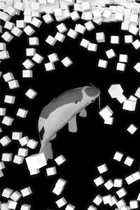 Poster for Koi