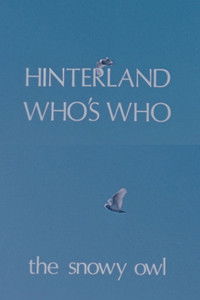 Poster for Hinterland Who's Who: The Snowy Owl