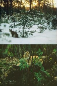 Poster for The Story of Ilves