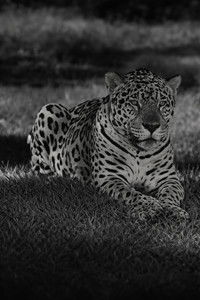 Jardim Zoológico do Rio de Janeiro