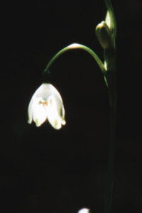 Poster for how to make magic