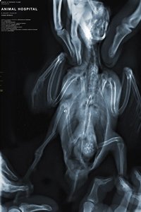 Poster for Animal Hospital