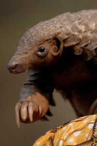 Poster for Wild Hope: Pangolin Protectors