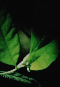 Poster 4