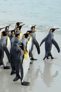 Poster for King Penguins in North Malvinas