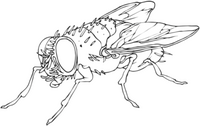 Logo - Flies Collective