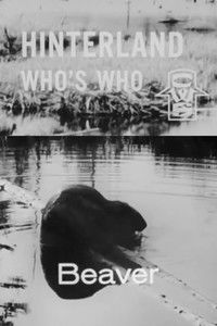 Poster for Hinterland Who's Who: Beaver