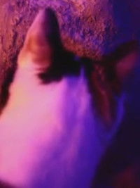 Poster for Mina’s invasion