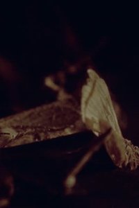 Poster for The Hemispheres