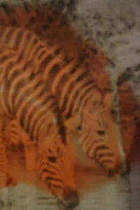 Poster for Horror Vacui