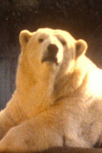 Poster for Tierpfleger / Tierpflegerin