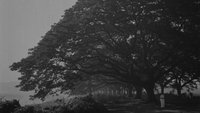 Backdrop 7