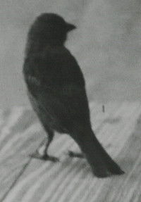 Poster for Carta austral