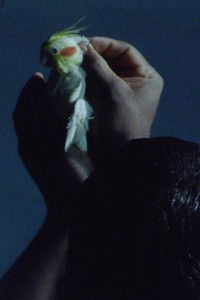 Poster for The Great Mandrake