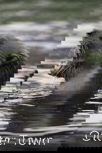 Otter Town