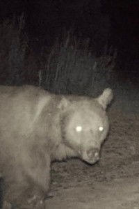 Profile of Kesik Kulak