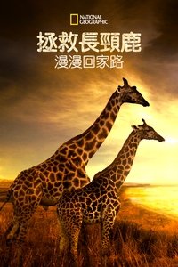 Poster 7