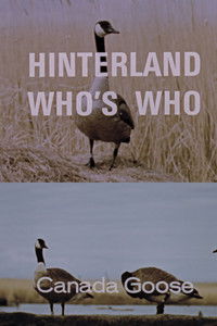 Poster for Hinterland Who's Who: Canada Goose