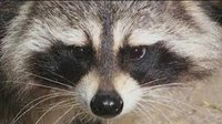 Meleemario720's profile image