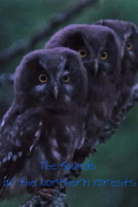 Poster for The Sounds of the Northern Forests