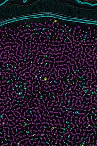 Poster for Order from Chaos