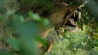 Madre de leones