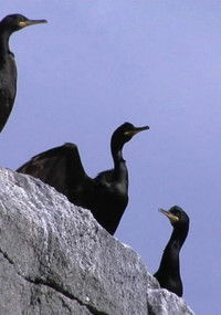 Poster for Elvenland