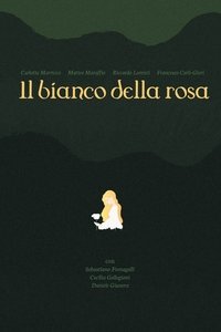 il bianco della rosa