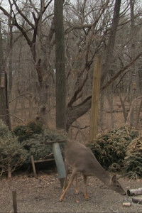 Poster for When I Don't Know What to Do, I Go Looking for Birds