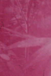 Poster for Ornamentals