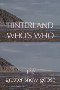 Poster for Hinterland Who's Who: The Greater Snow Goose