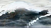 Backdrop 10
